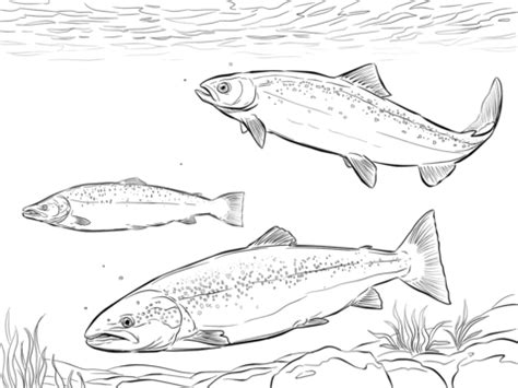 Atlantic Salmon Shoal coloring page | Free Printable Coloring Pages