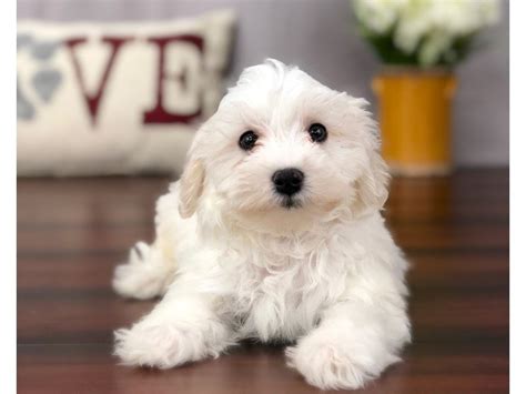 Maltipoo-DOG-Male-White / Tan-2160749-Petland Lewis Center