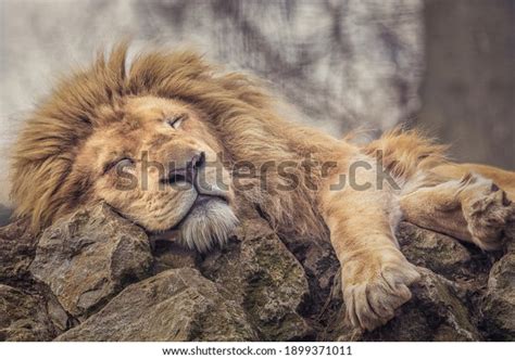 25,719 Lion Sleeping Images, Stock Photos & Vectors | Shutterstock