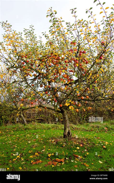 Red apples in apple tree, Autumn. Orchard. English garden, Warwickshire ...