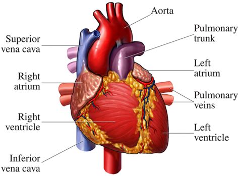 12+ Human Heart Location Diagram | Robhosking Diagram