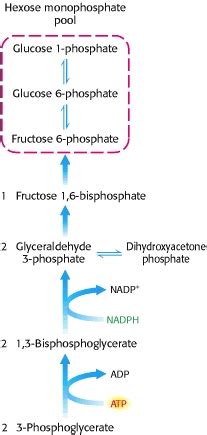 photosynthesis - How is Glyceraldehyde 3-phosphate converted into glucose? - Biology Stack Exchange