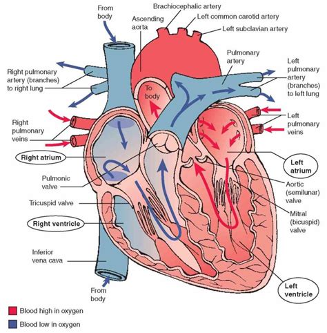 start Parts Of The Human Heart And Their Functions studying parts of the heart and their ...