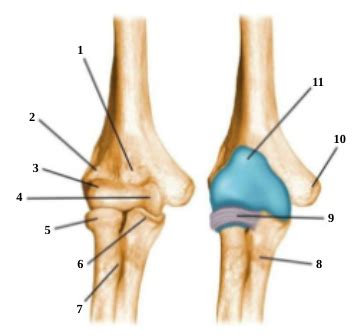 Identifying Humerus to Forearm Connection Point Flashcards | Quizlet