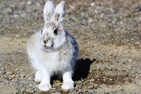 Snowshoe Hare Free Stock Photo - Public Domain Pictures