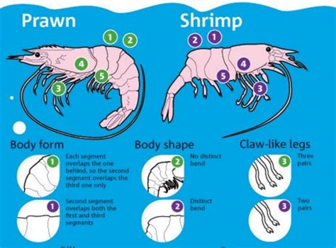 Freshwater Shrimp and Prawn Aquaponics - HowtoAquaponic