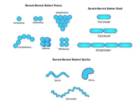 Bentuk Bakteri Bacillus - Homecare24