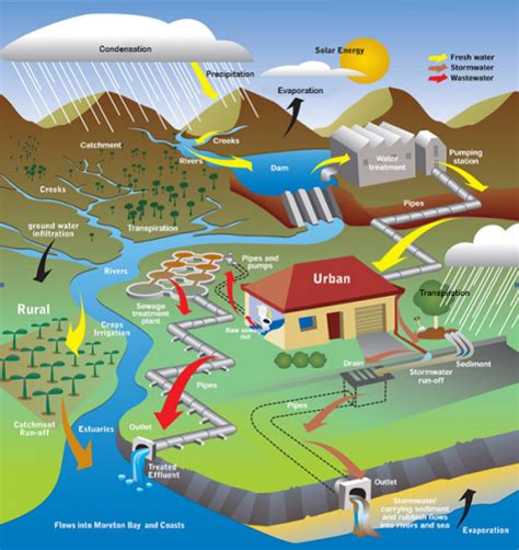 The Water Cycle | ECOEducation Service