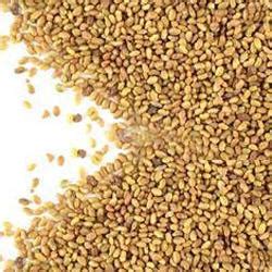 sunshobha Alfa Grass Seeds, For For Agriculture, Pack Size: 1 Kg at Rs 500/kilogram in Neemuch