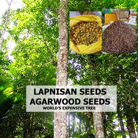 LAPNISAN AGARWOOD SEEDS 5 PIECES WORLD'S EXPENSIVE TREE SEEDS | Lazada PH