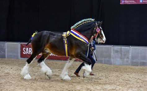 Free admission for children on final day of National Shire Horse Show | Perfect 10 PR