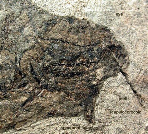 Acanthodian Fossil Fish Ischnacanthus gracilis