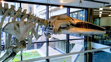 University Museum of Zoology (Cambridge) - 2021 All You Need to Know Before You Go (with Photos ...