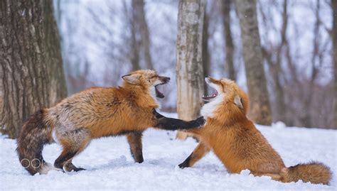 Two Red Foxes Sharing a Joke in the Forest - Two dog foxes seemingly ...