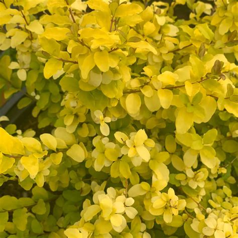 Ligustrum sinense 'Sunshine' - Sunshine Ligustrum | Western Star Nursery