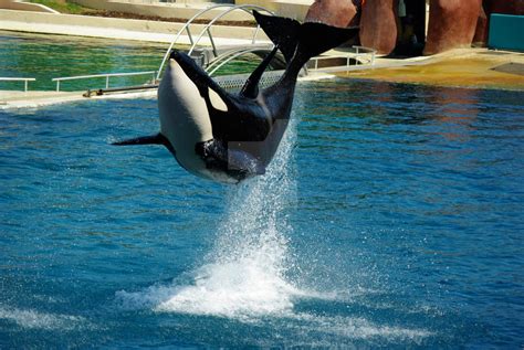 jumping orca by Butterflieger on DeviantArt