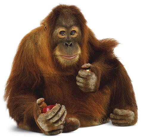 Orangutan Facts for Kids | Orangutan Habitat | DK Find Out