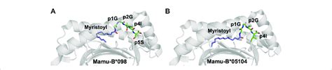 The myristoyl moiety in myristoylated peptides plays an essential role... | Download Scientific ...