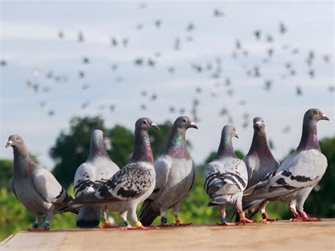 Pigeon Symbolism: Unraveling the Meanings and Myths | Birdfact