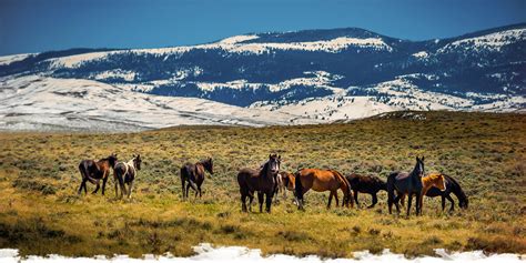 Web-conférence sur les chevaux sauvages | Le Mag des cavaliers voyageurs