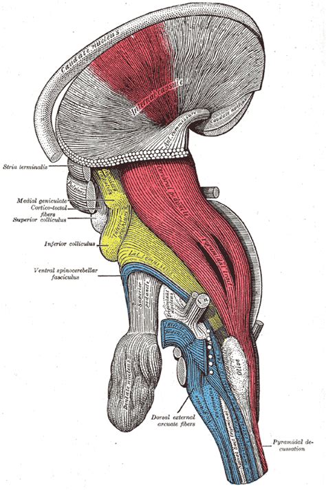 Lateral lemniscus - wikidoc