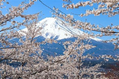 Mount Fuji Cherry Blossom