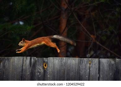 Jumping Squirrel: Over 5,335 Royalty-Free Licensable Stock Photos | Shutterstock