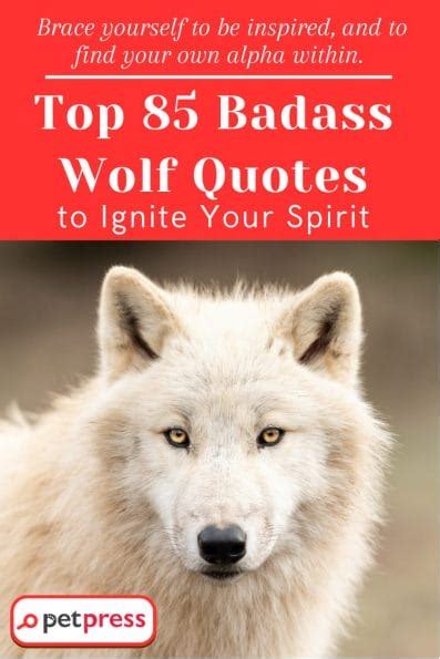 Find Your Alpha: Top 85 Badass Wolf Quotes to Ignite Your Spirit - PetPress