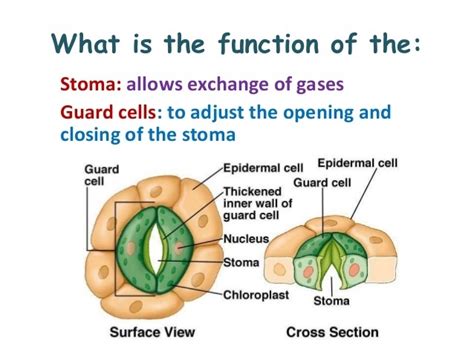 [Solved] Following is the function of stomata.