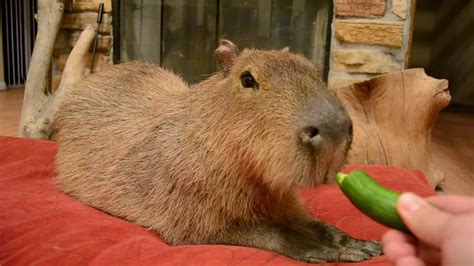 Capybara eats a banana, cucumber and corn husk. - YouTube