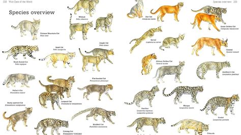 Felidae - Big Cats Names - Cat Choices