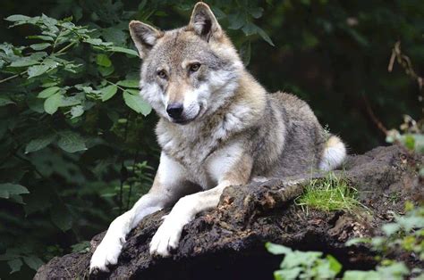 Wolves can show as much attachment to humans as dogs do, hinting at how they became domesticated