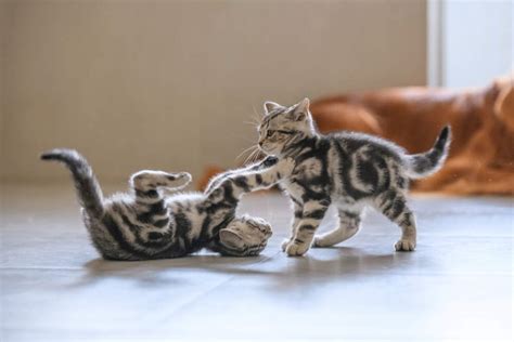 Are My Cats Playing or Fighting? | Comfort Zone