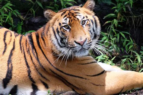 See The Tiger, King of The Jungle at Bali Safari Park