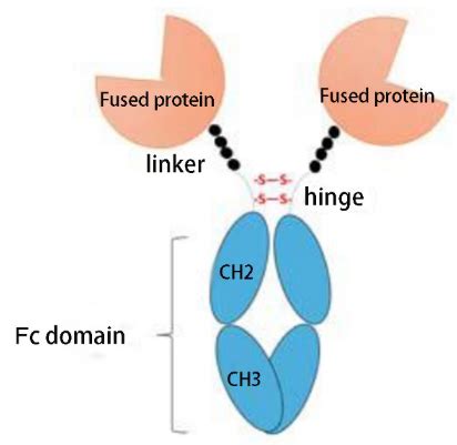 Fusion Protein Expression - Profacgen