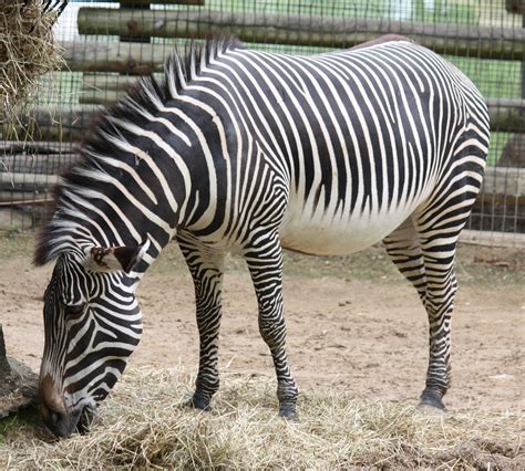 File:Grevy's Zebra 05489.jpg - Wikipedia