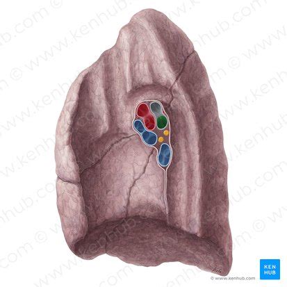 Hilum of the lung: Anatomy and clinical aspects | Kenhub