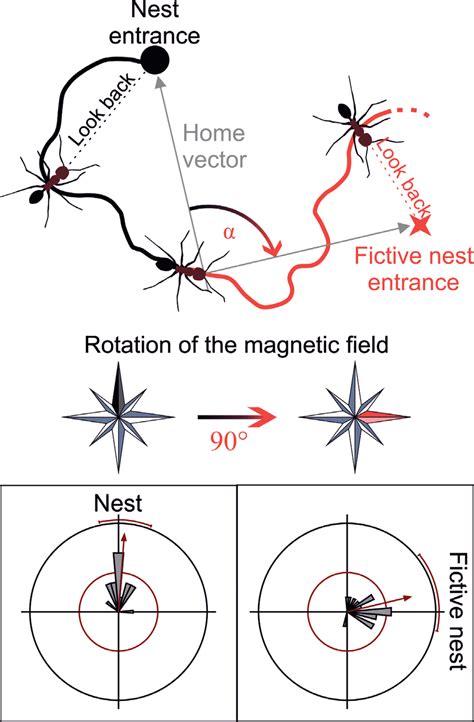 The earth's magnetic field is a compass cue. Upper: During naïve ...