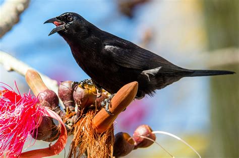 Birds of Cuba – An Internet Field Guide to Rare Cuban Birds