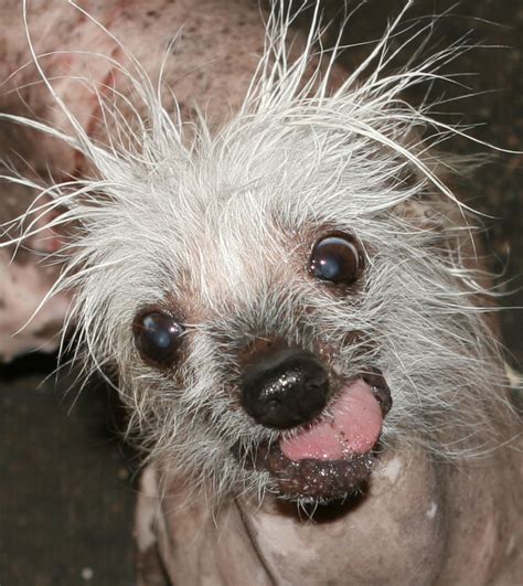 World's Ugliest Dog in Computer Hacker Scandal