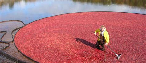 Cape Cod Cranberry Bog Tours