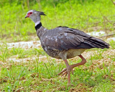 Southern Screamer: a bird found in the south of Brazil and often emits ...