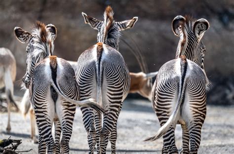 Freizeittipp: Zoo Zürich – ZVV