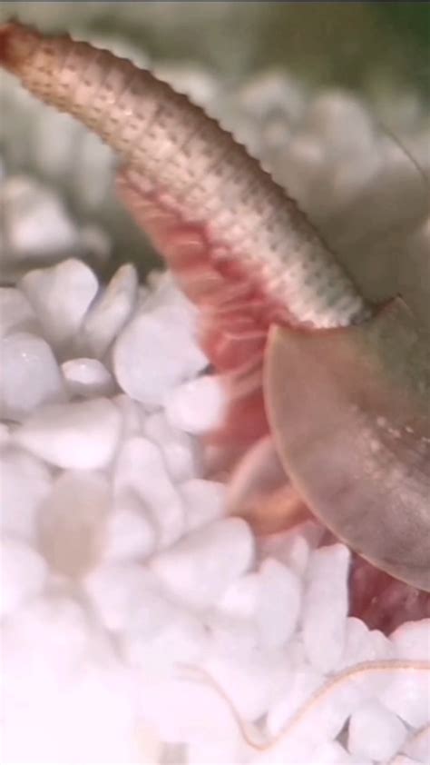 Close up of Triops Longicaudatus laying eggs : r/triops