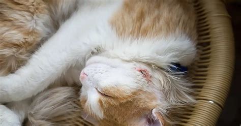 What is a cat-bite abscess? - Your Cat