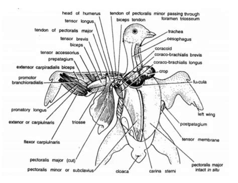 anatomy of flight muscles of pigeon Bicep Tendonitis, Subclavian Artery, Pigeon Bird, Brachial ...