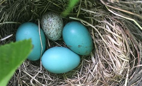 When parenting goes cuckoo | Science News for Students