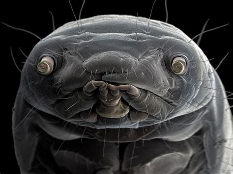 What a meal worms face looks like up close and personal : r ...