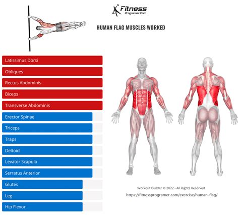 How To Do Human Flag | Benefits And Muscles Worked