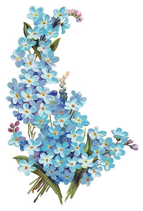 Colour illustration of forget-me-nots (genus myosotis). From an original Edwardian postcard ...